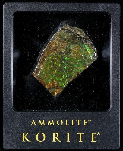 Brilliant Iridescent Ammolite With Display Case #31691